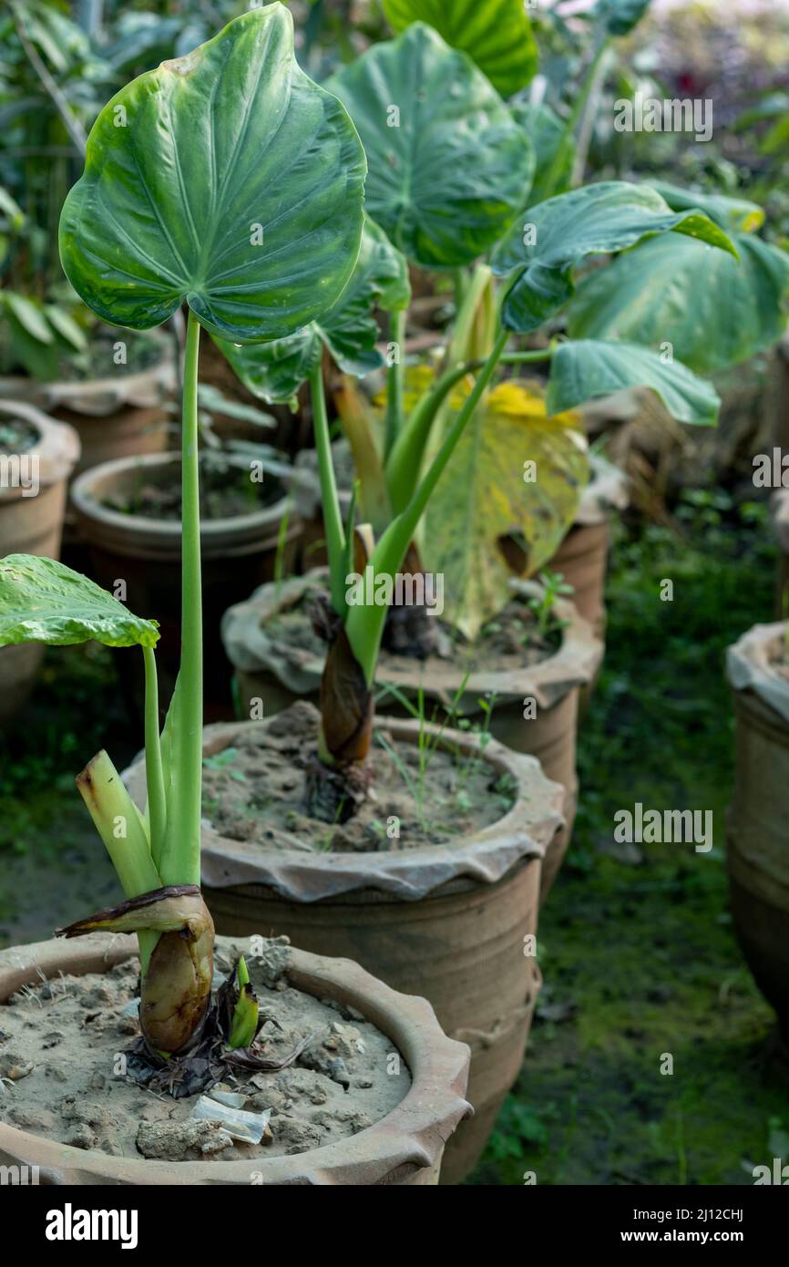 Giant plant pots hi-res stock photography and images - Alamy