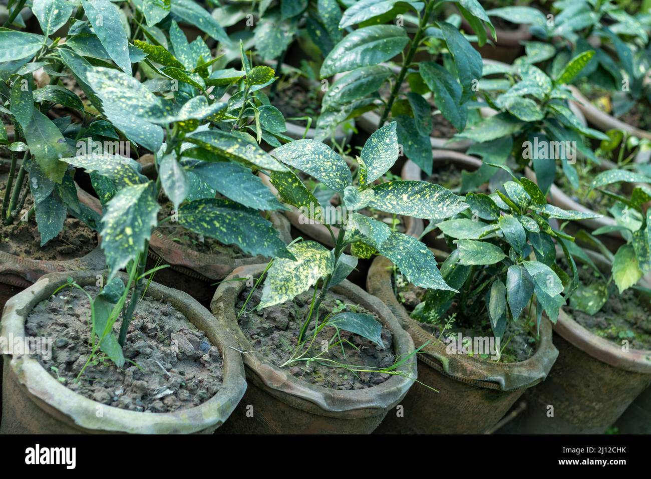 Green croton plants growing in pots Stock Photo