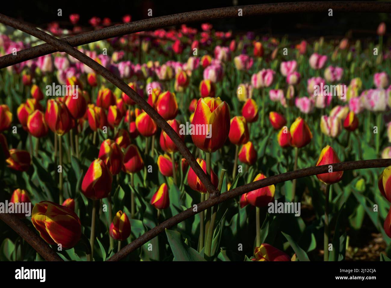Garden full of  blooming tulip beauty & inspiration. Rich in color. textured patterns, growth & bursting with life Stock Photo