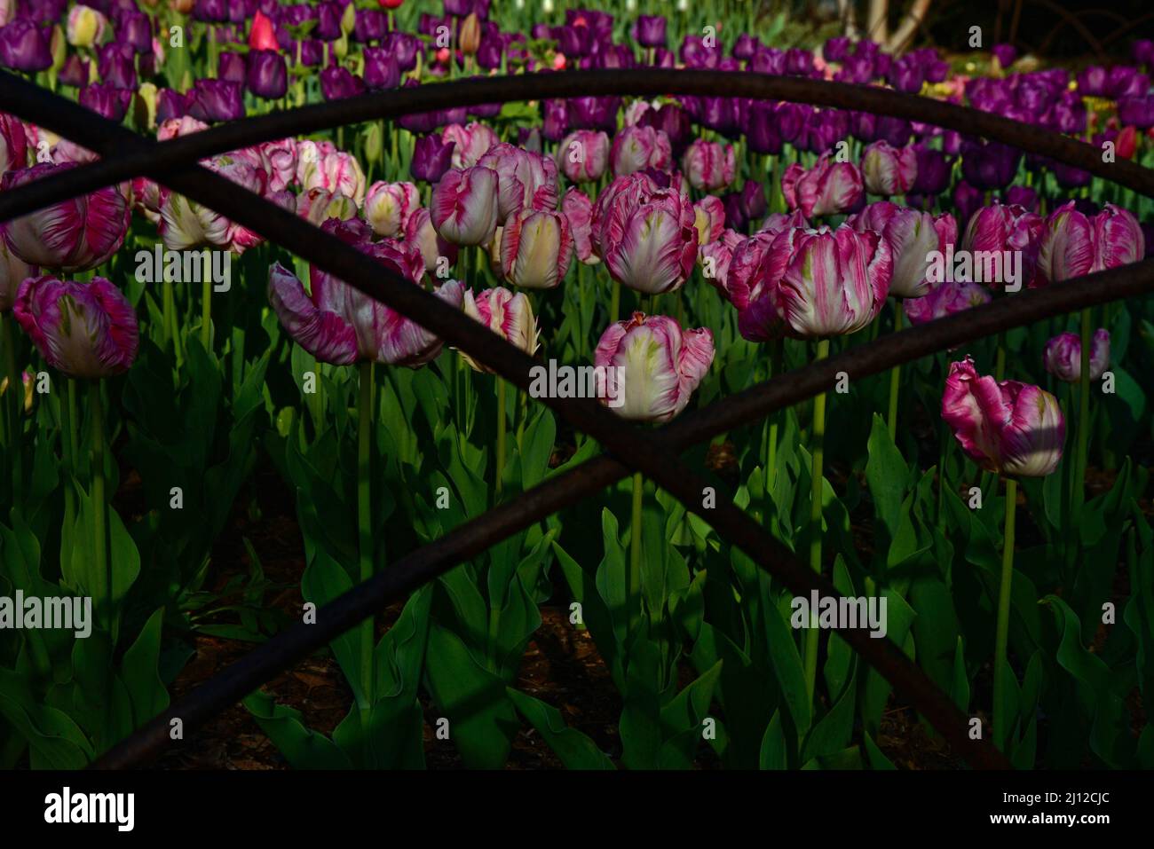 Garden full of  blooming tulip beauty & inspiration. Rich in color. textured patterns, growth & bursting with life Stock Photo