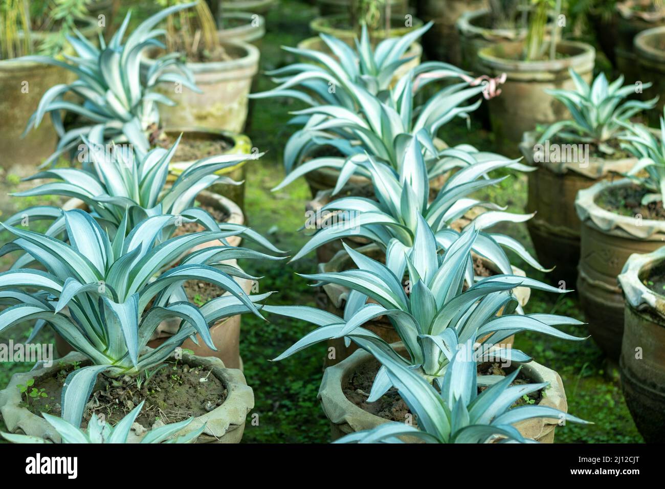 Agave plants potted in a large clay pots Stock Photo