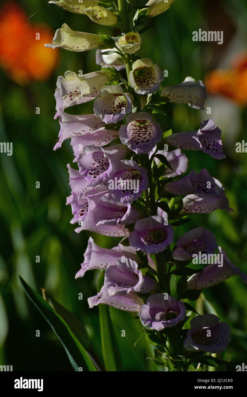 bell flowers are calling with dedicate petals rich ion color, pattern