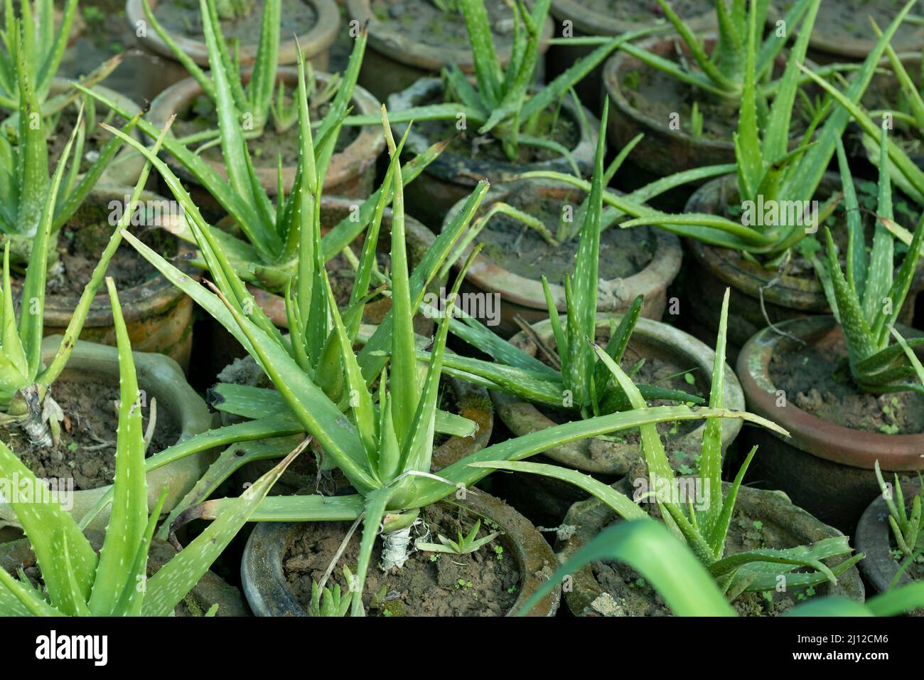Aloe vera plants growing in clay pots Stock Photo