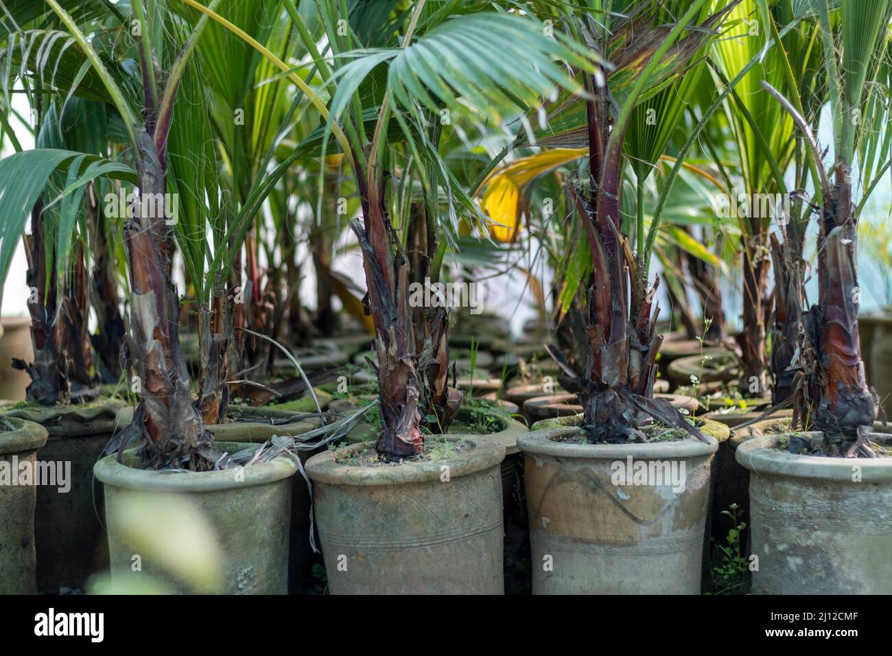 Fan palm growing in clay pots in greenhouse Stock Photo
