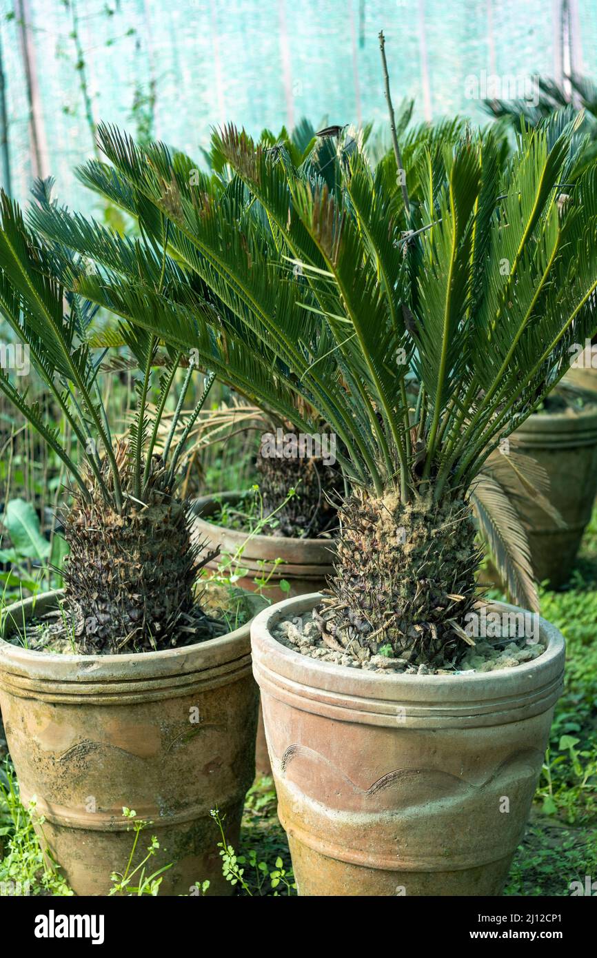 King sago palm big trunk trees in large pots Stock Photo