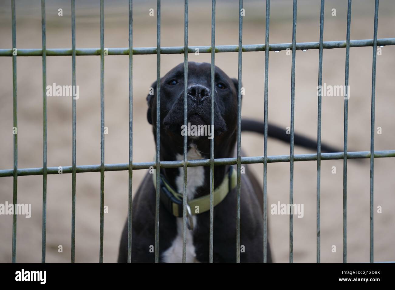 Dog accommodations hi-res stock photography and images - Alamy