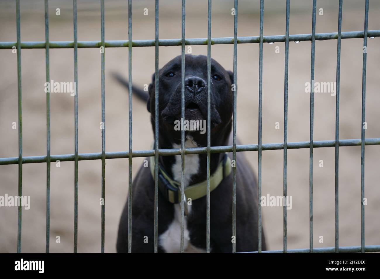 Dog accommodations hi-res stock photography and images - Alamy