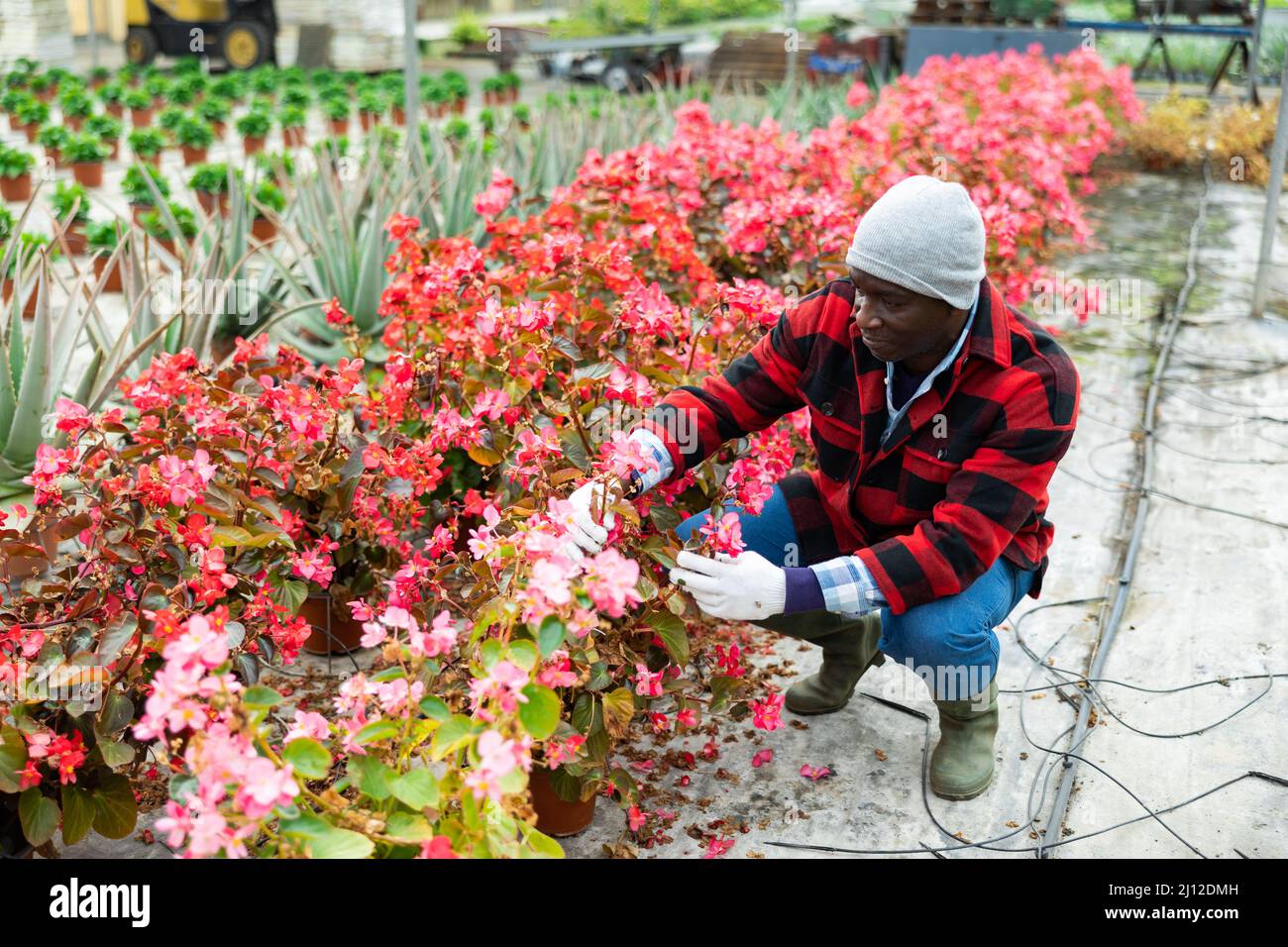 African american farmer checks begonia semperflorens in pots Stock Photo