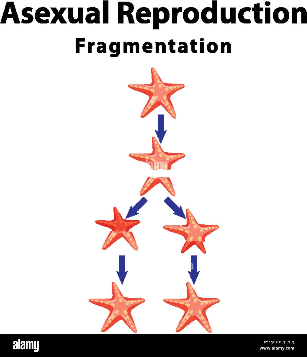 Asexual reproduction fragmentation with starfish illustration Stock