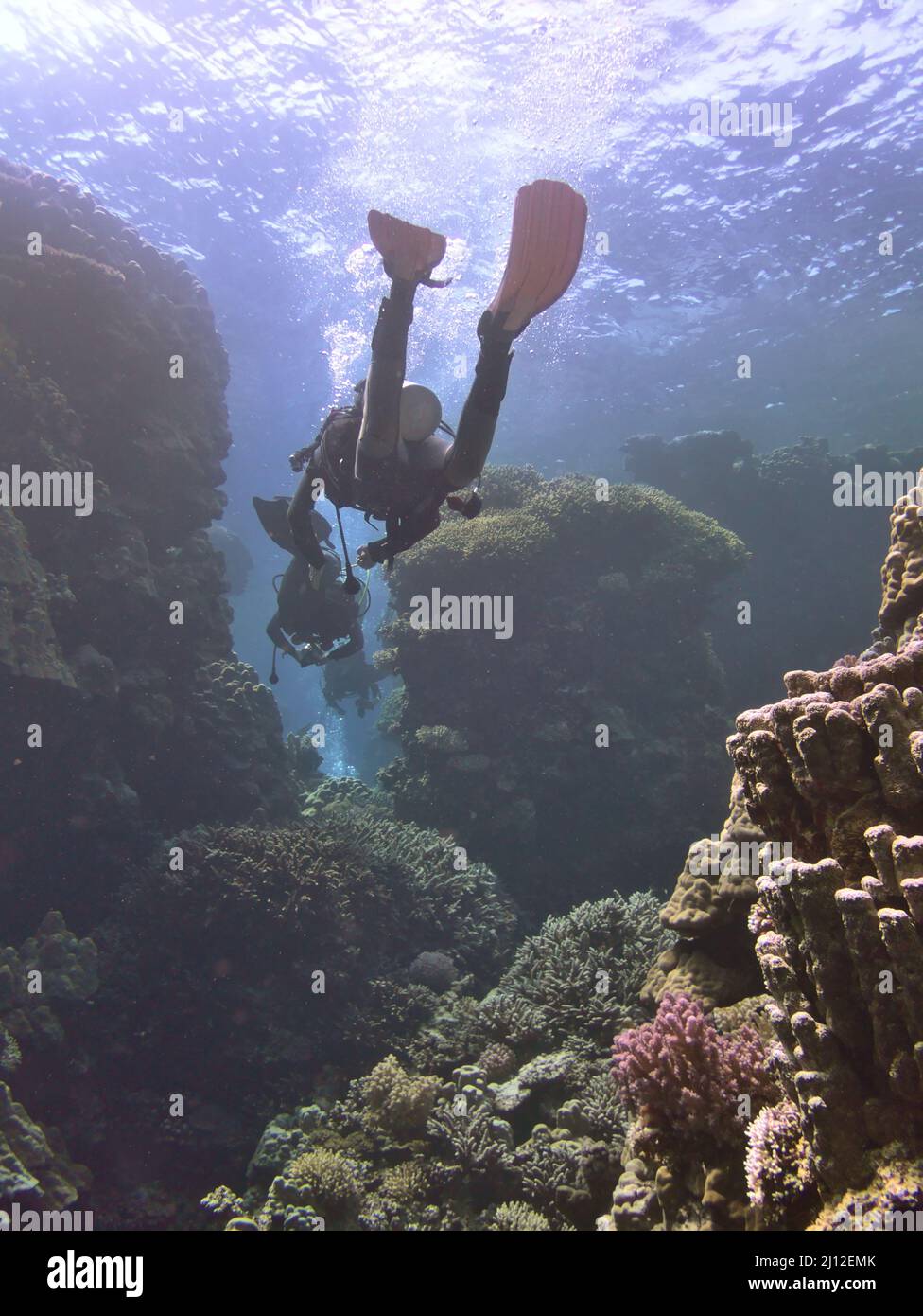 scuba diver and coral reef Stock Photo