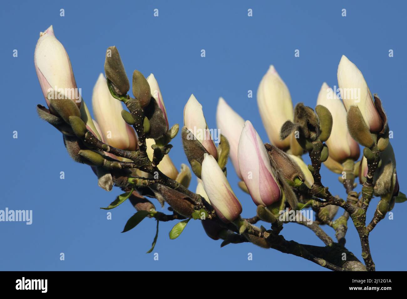 The buds of a beautiful Magnolia tree growing in a garden in the UK in ...