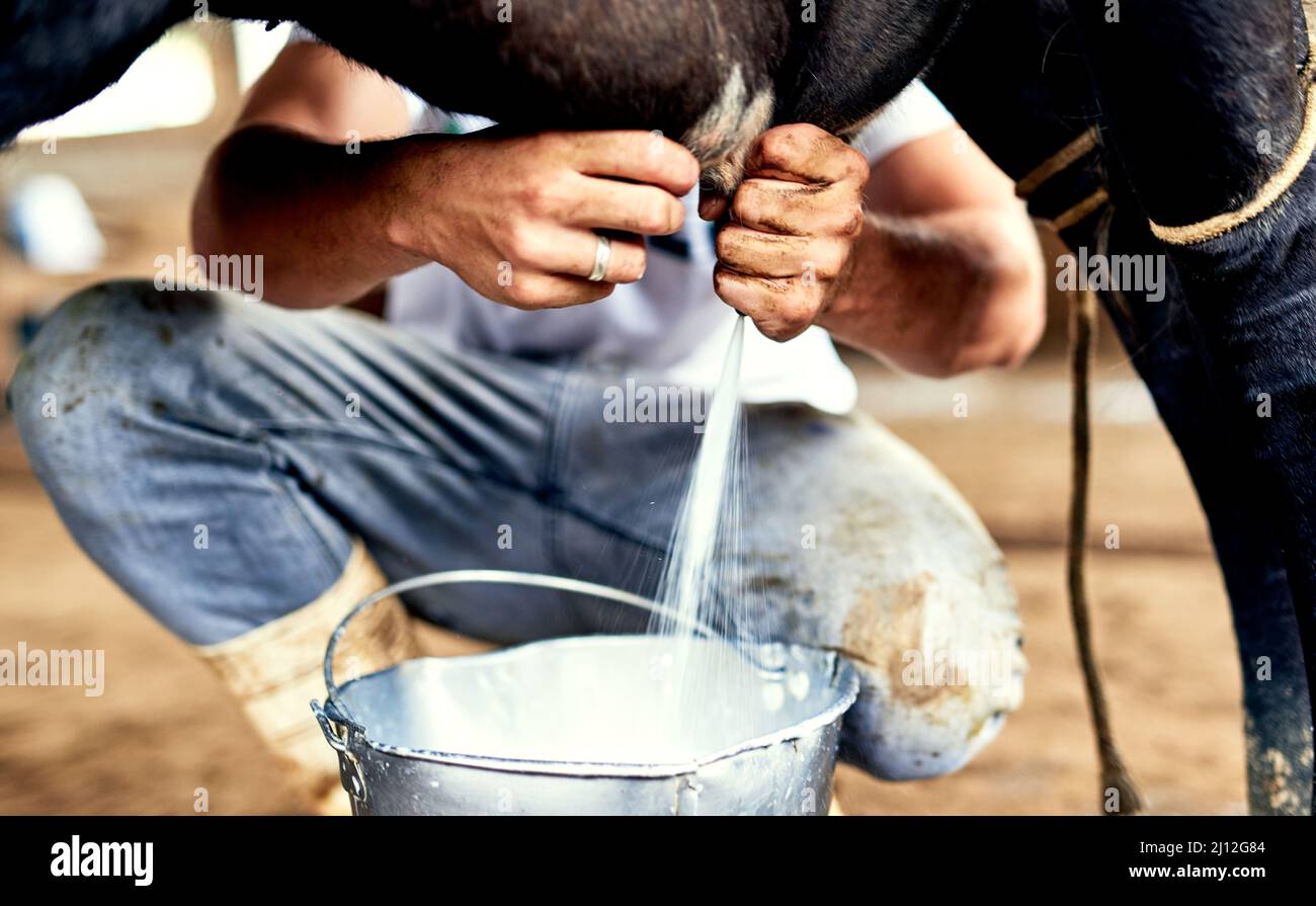 The more relaxed the cow is, the more milk youll get. Cropped shot of a male farmer milking a cow. Stock Photo