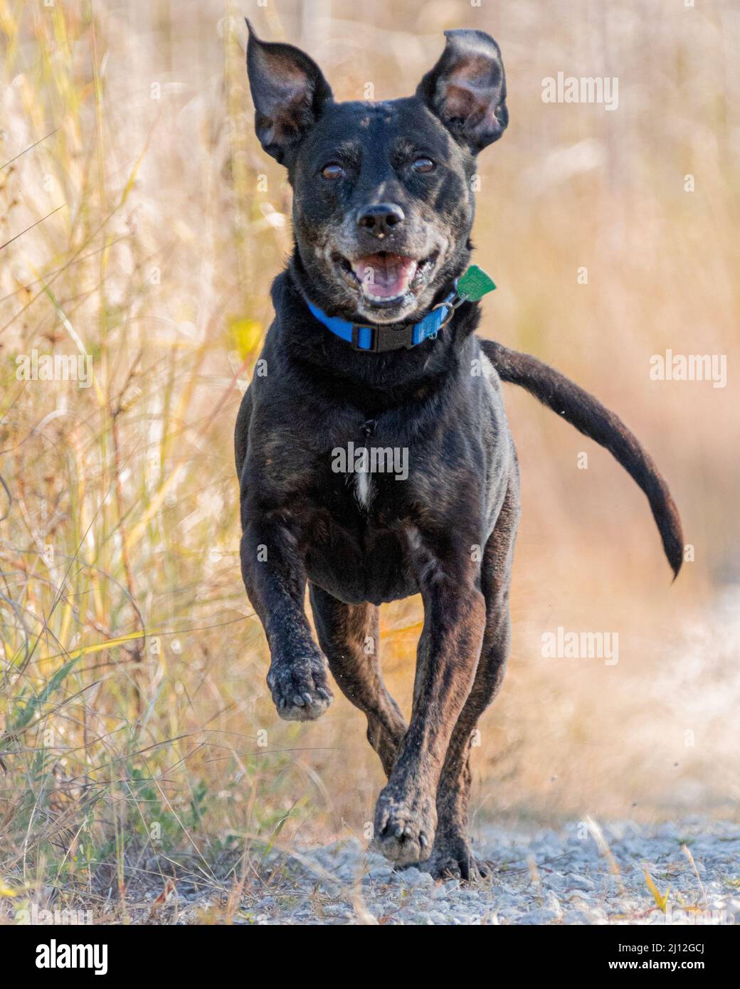 Black German Jagdterrier running in the forest with sunrays Stock Photo