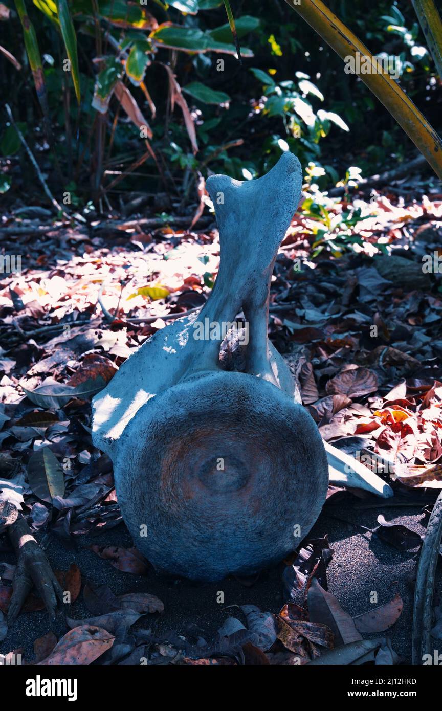 Part of whale spine on Costa Rica beach Stock Photo