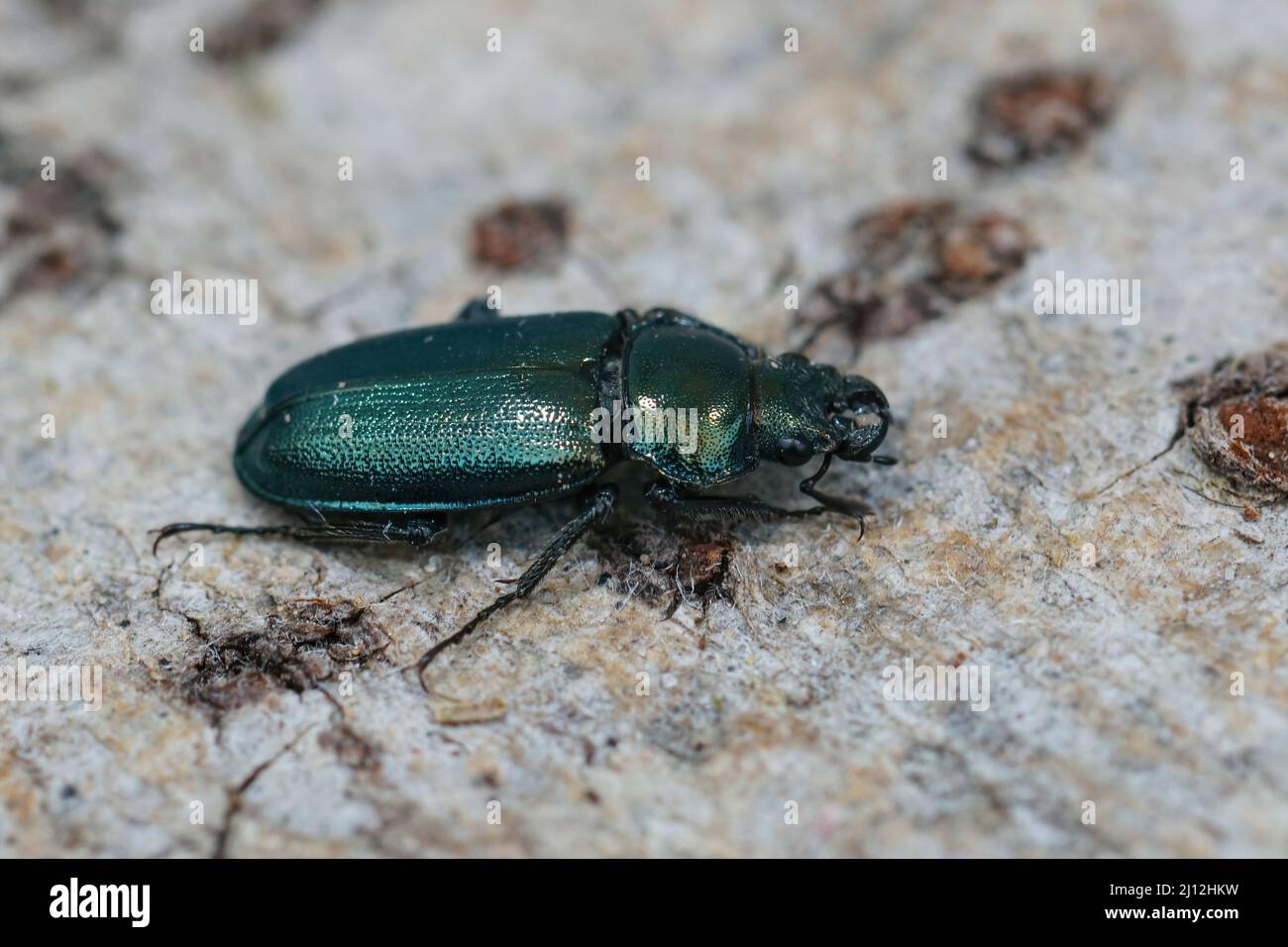 Closeup on the rare and endangered Blue stag beetle , Platycerus caraboides sitting on a piece of wood in the field Stock Photo