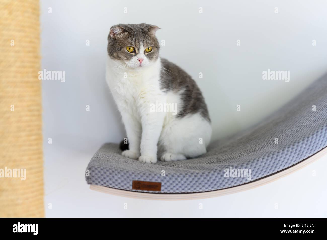 A cat sits on a curved shelf with blue soft cushions, a wall decoration shelf for a cat, a gray and white striped Scottish fold cat sits high, looking Stock Photo