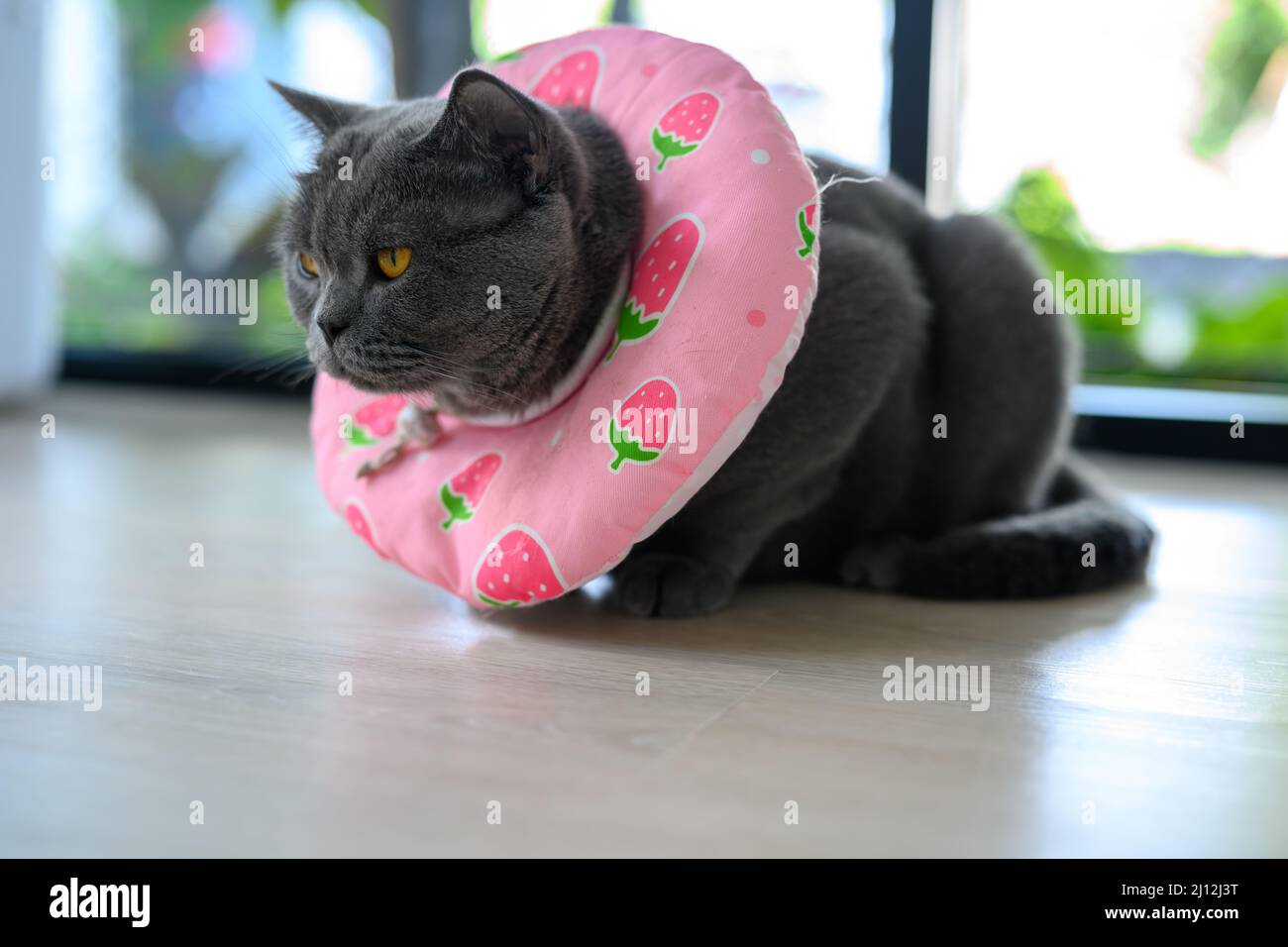 Black cat wearing a collar made of cloth. pink with fruit pattern To prevent licking, cat is