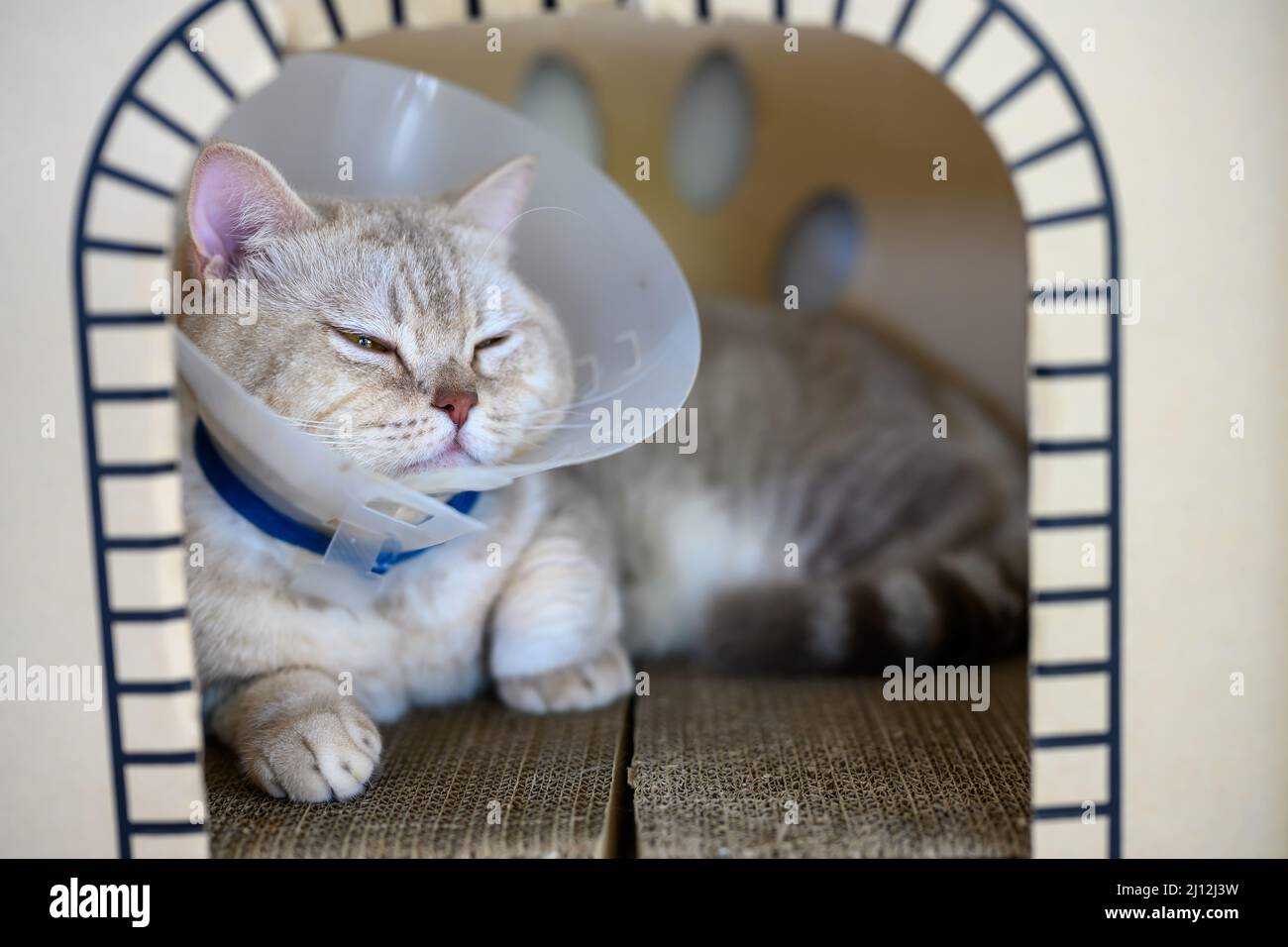Young cat wears plastic collar to prevent licking, sleepy tabby It sleeps in a cardboard box