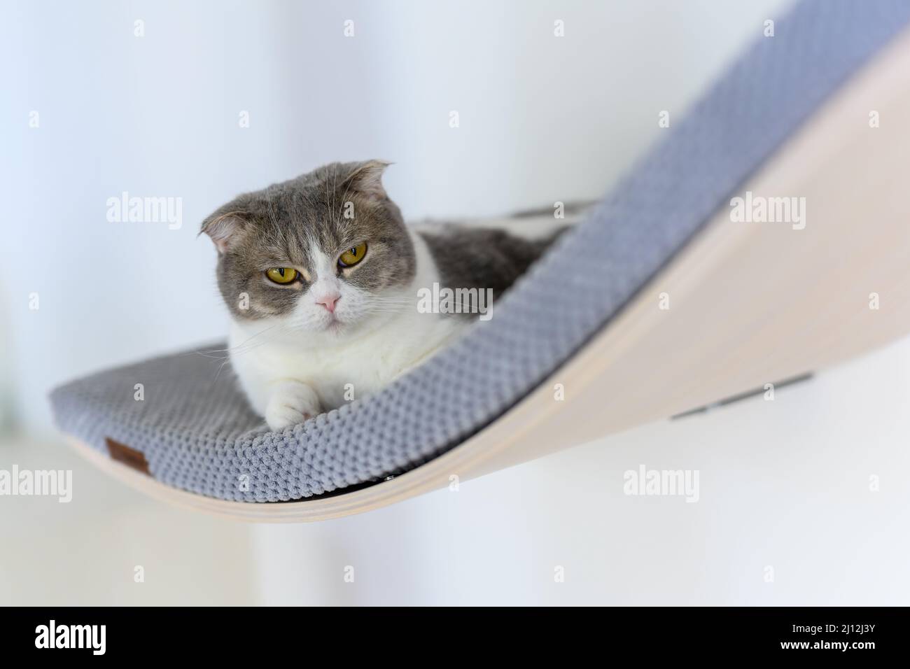 A cat sits on a curved shelf with blue soft cushions, a decorative wall shelf for cats, a gray and white striped Scottish fold cat sitting high lookin Stock Photo
