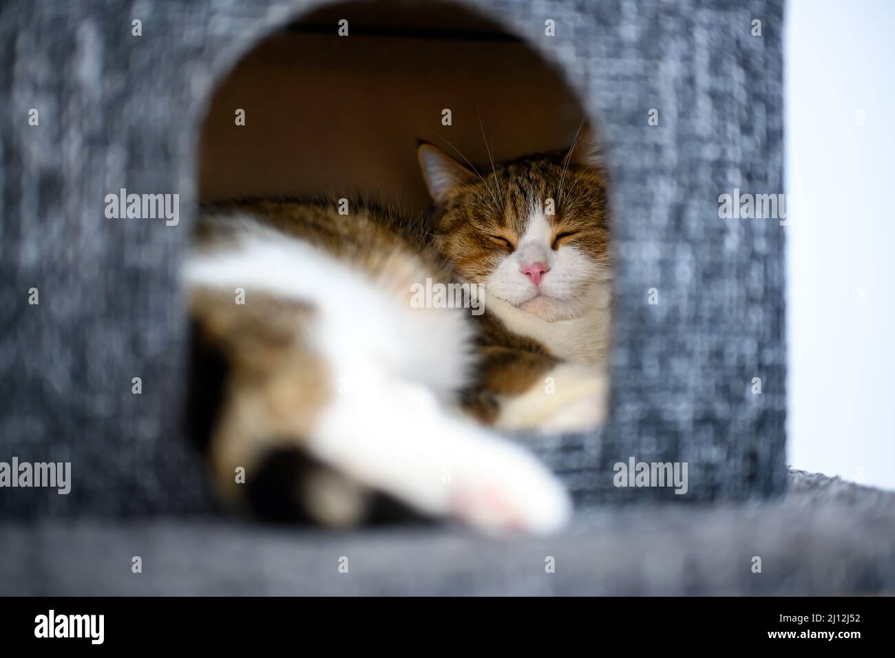 Young cat goes to sleep in a box, a decorative toy for cats. A striped Scottish cat sleeps in a niche. It felt safe and comfortable, the cat was makin Stock Photo