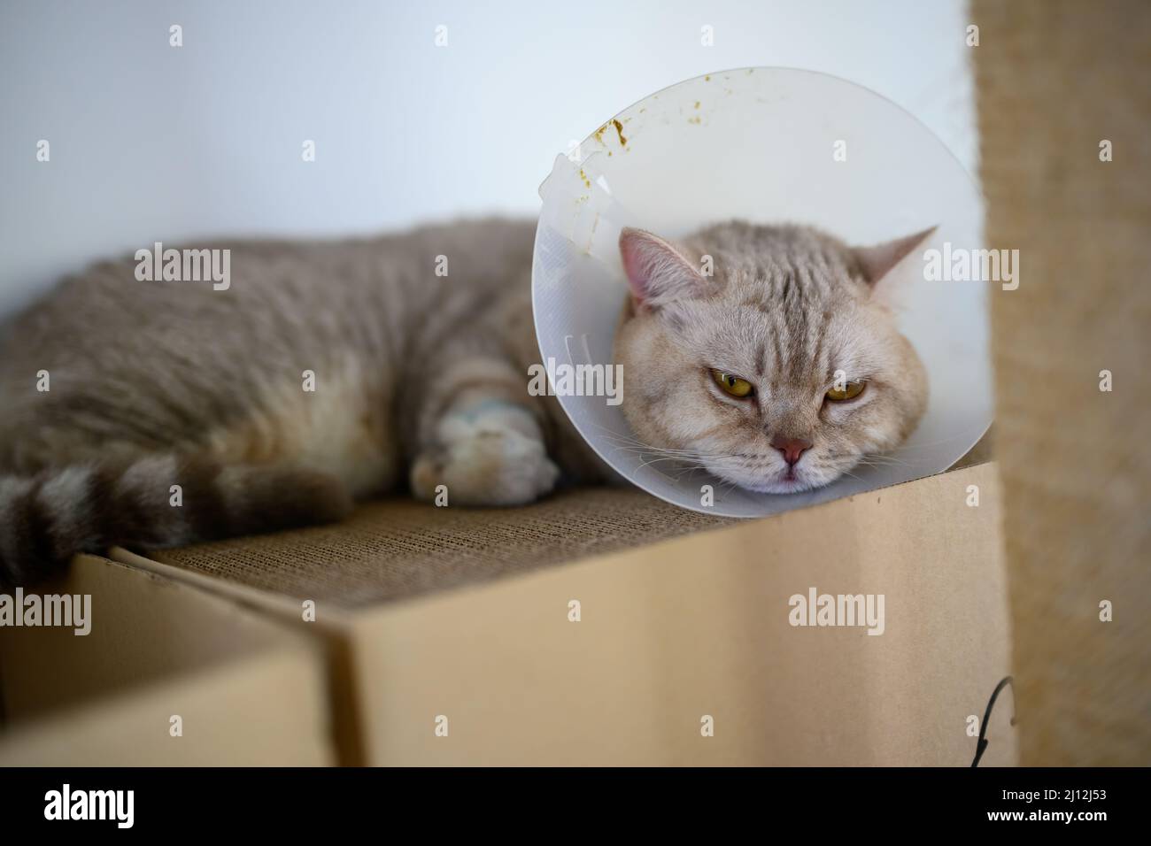 Young cat wears plastic collar to prevent licking, sleepy tabby It's sleeping on a cardboard box, Poor Sick Cat is tired of wearing a collar on its ne Stock Photo