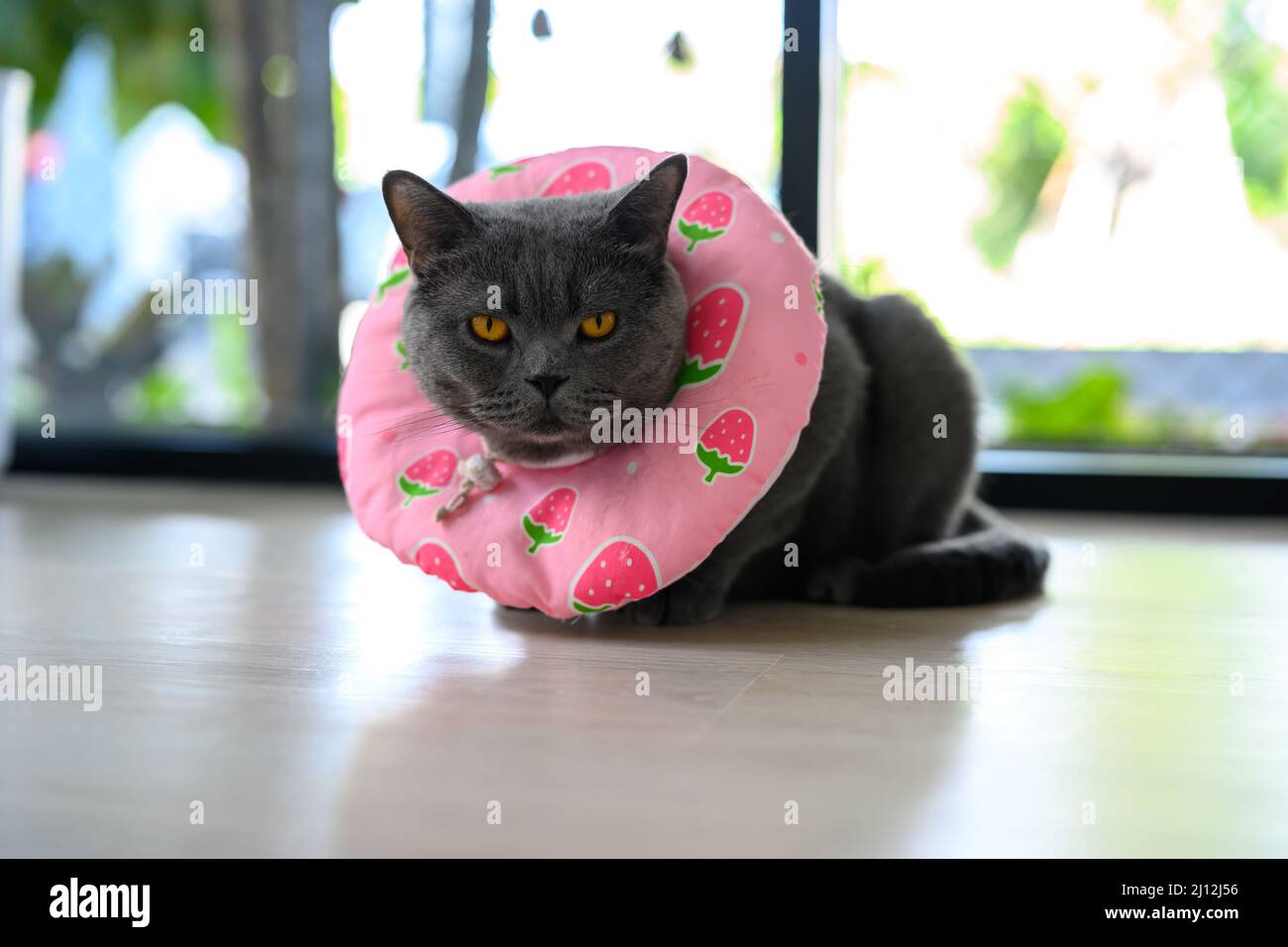 Black cat wearing a collar made of cloth. pink with fruit pattern To