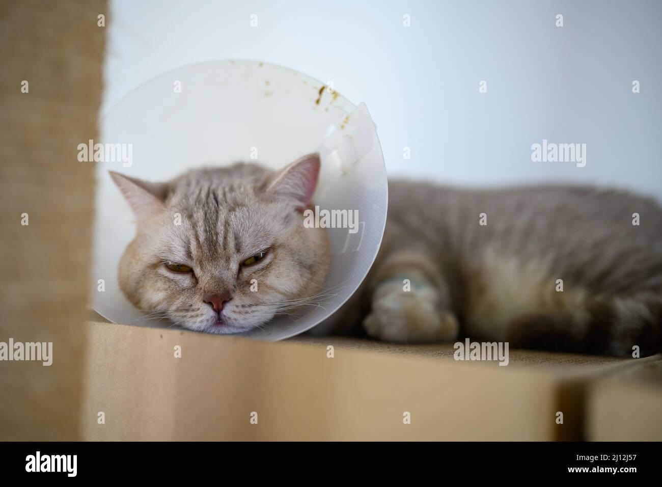 Young cat wears plastic collar to prevent licking, sleepy tabby It's sleeping on a cardboard box, Poor Sick Cat is tired of wearing a collar on its ne Stock Photo