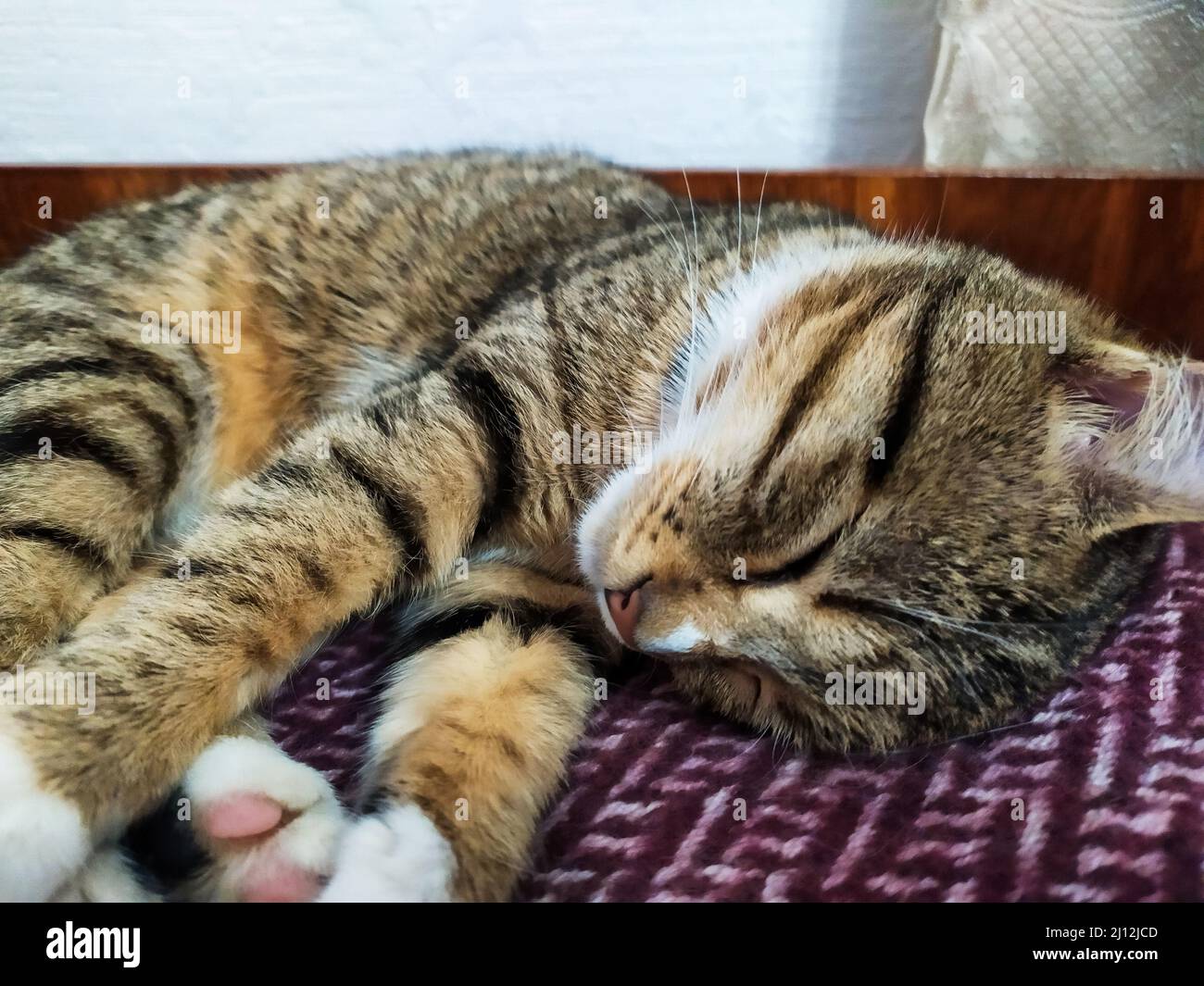 Cat sleeping at home Stock Photo Alamy