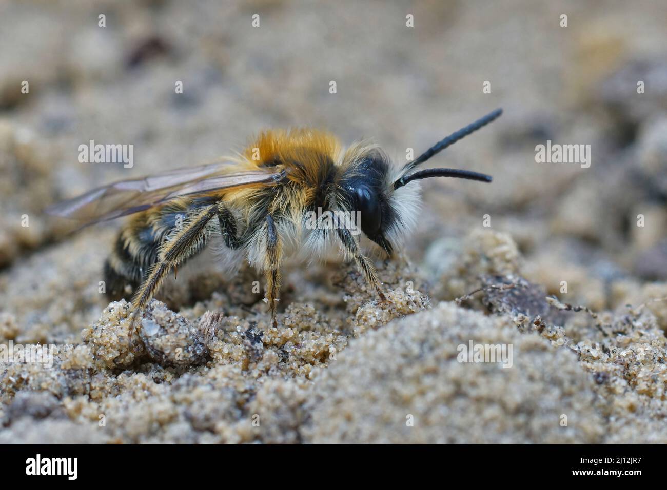 Bee Crawling Lateral closeup on a fresh emerged male white bellied mining bee ...