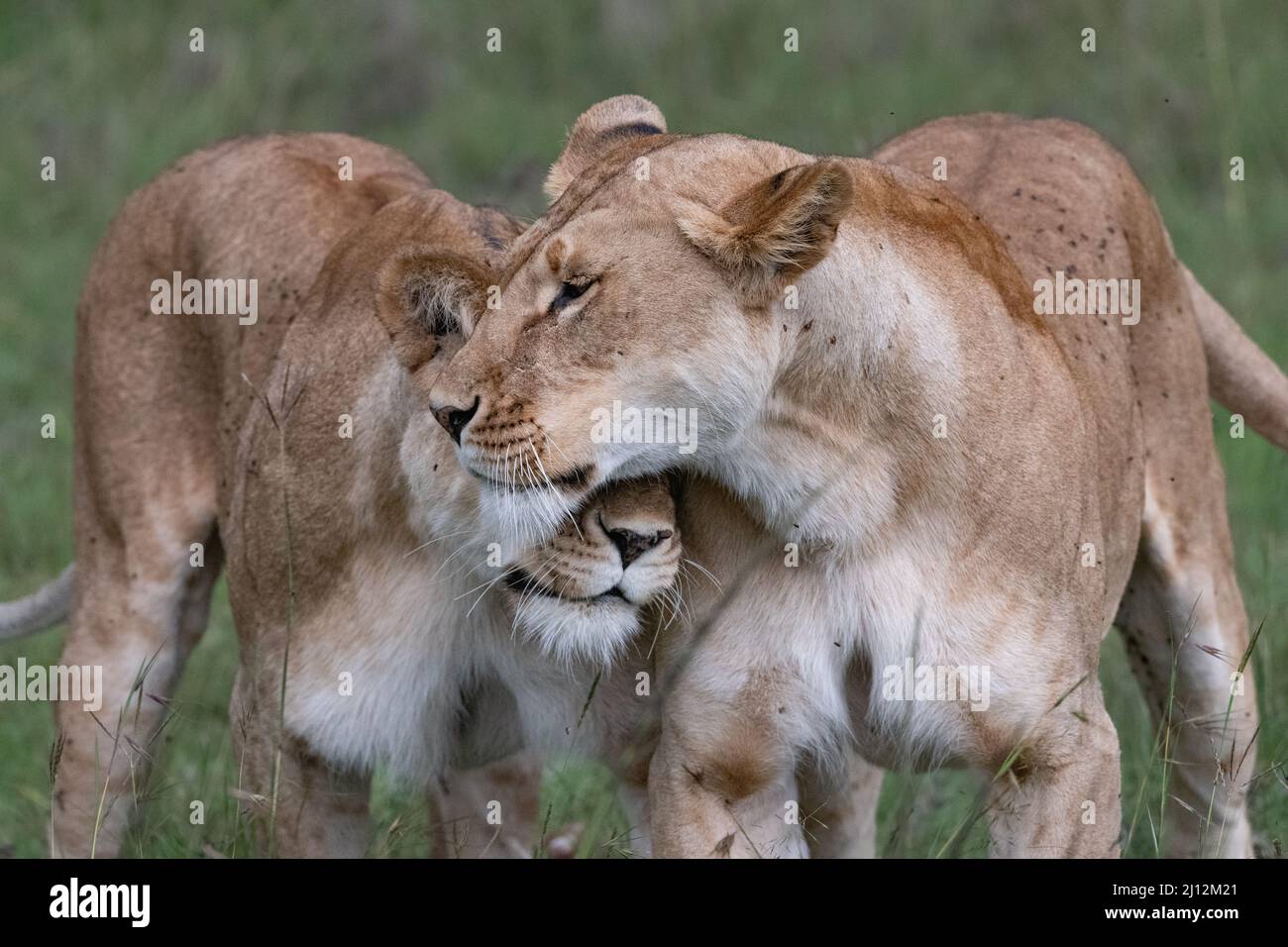 two lionesses greeting each other Stock Photo