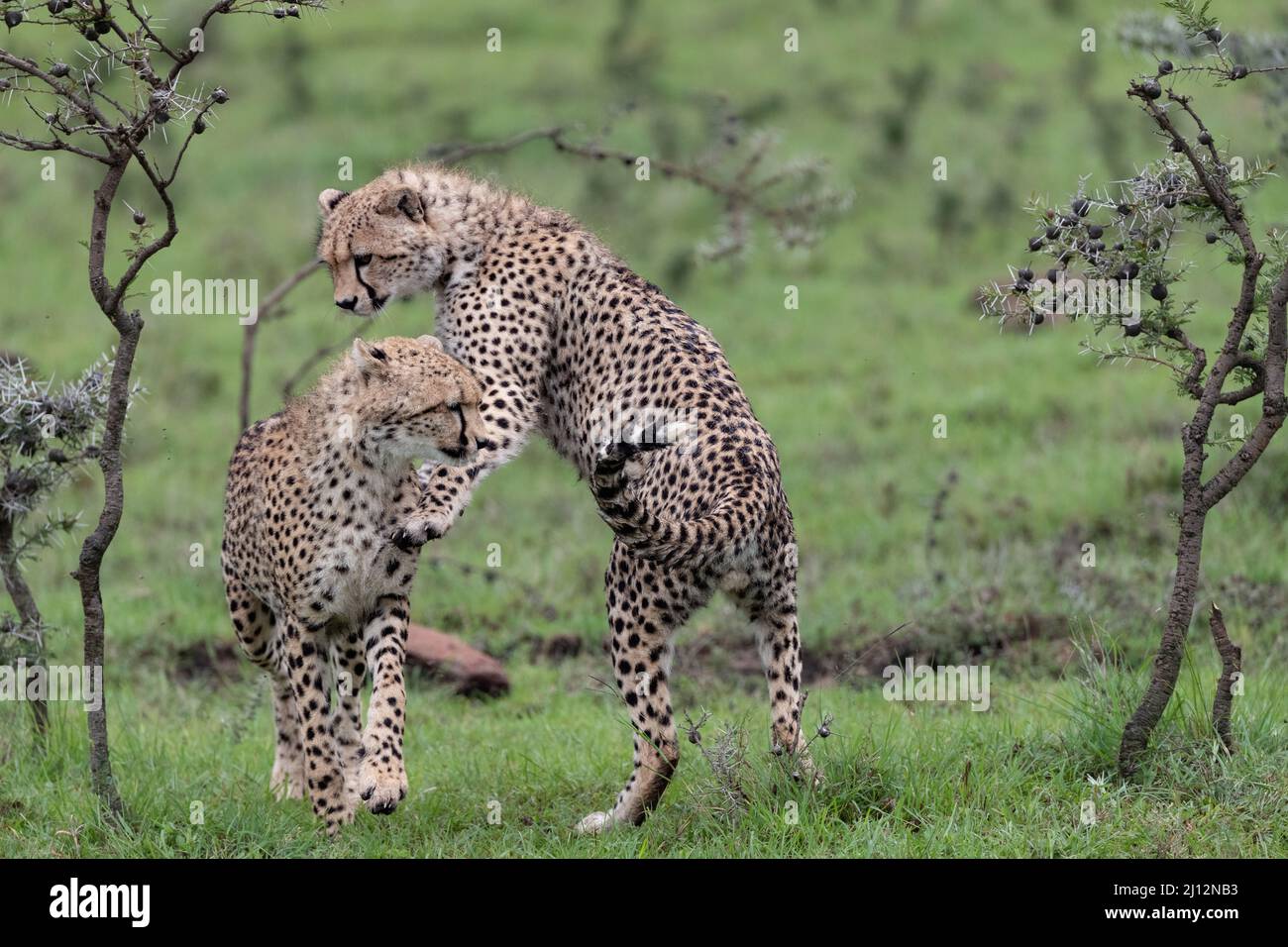 pair of sub adult cheetahs playing together Stock Photo