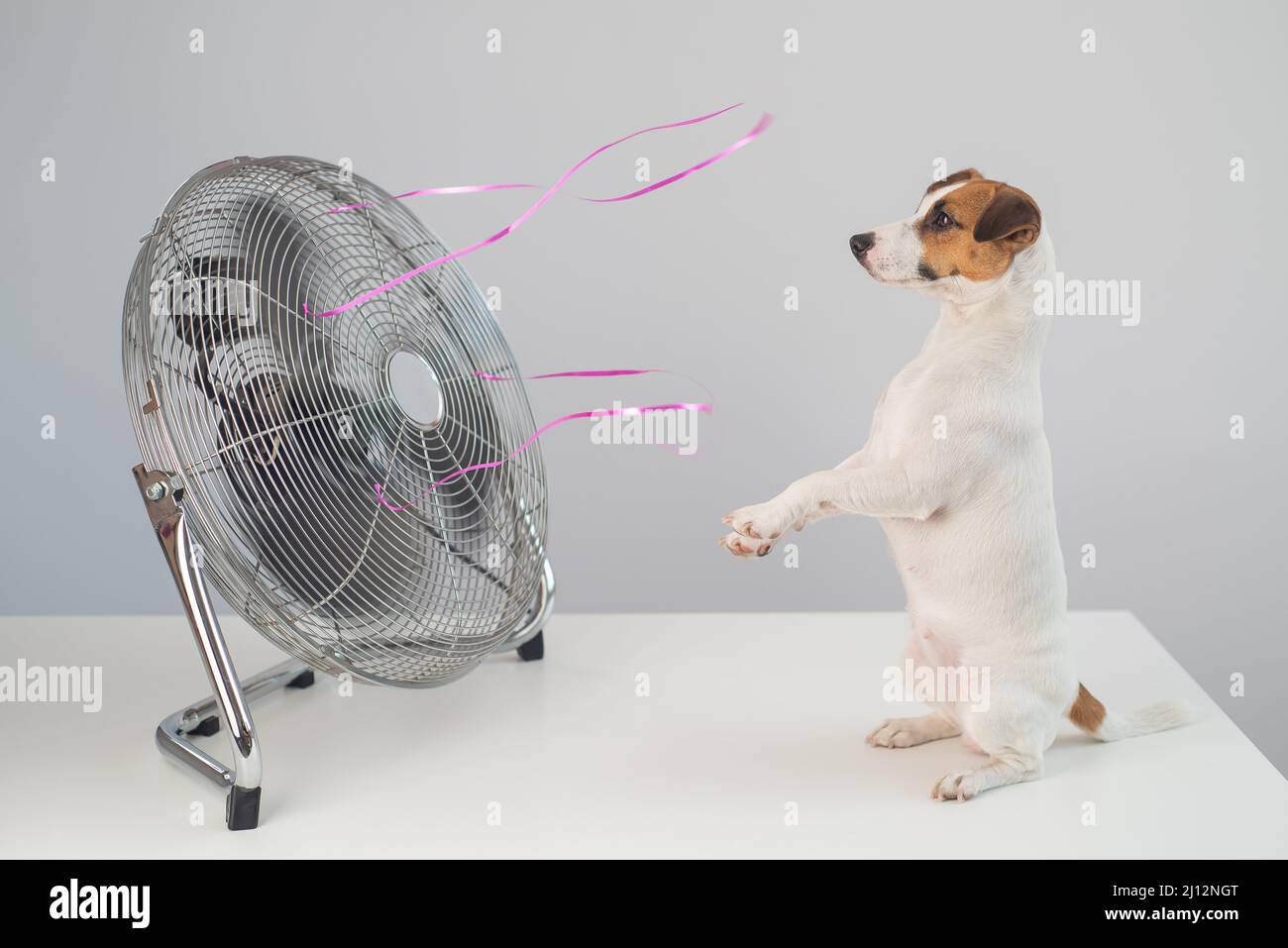Do Dogs Like Fans Blowing On Them