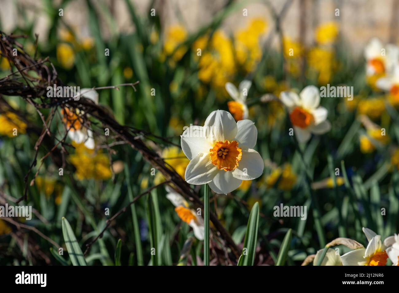 Bunch-flowered Daffodil aka Amaryllidaceae Stock Photo - Alamy
