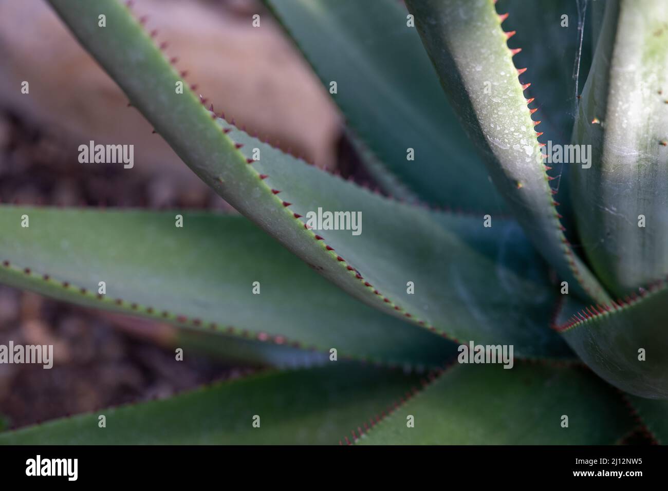 Closeup of tropical plants Stock Photo - Alamy