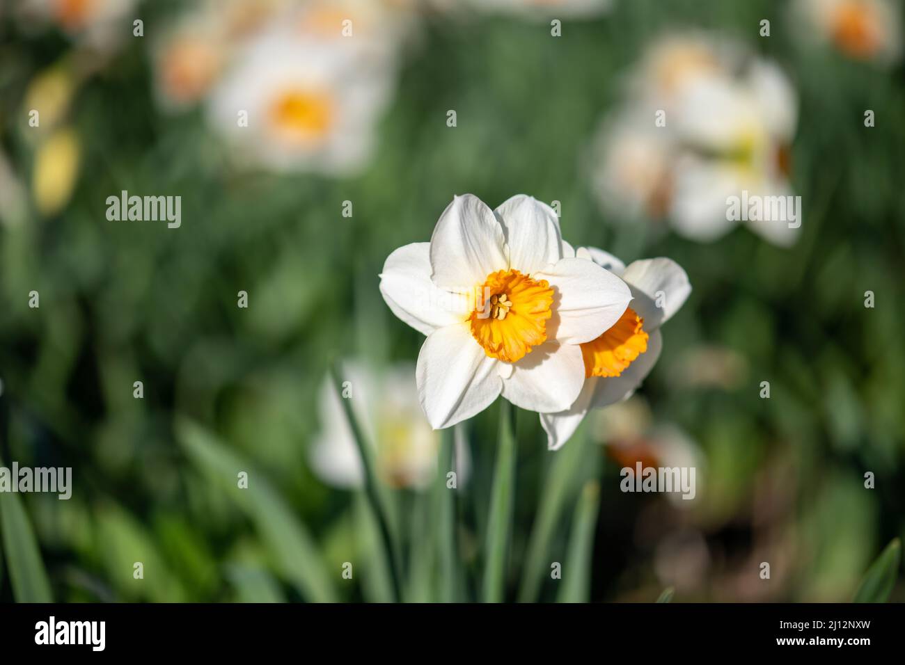 Bunch-flowered Daffodil aka Amaryllidaceae Stock Photo - Alamy