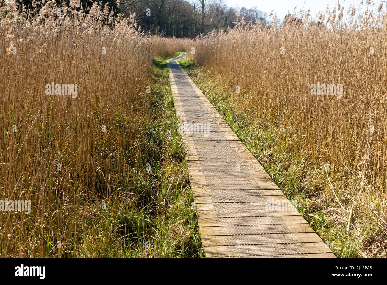 Boardwalk in reedbed, Norfolk Reed or Common Reed (Phragmites australis ...
