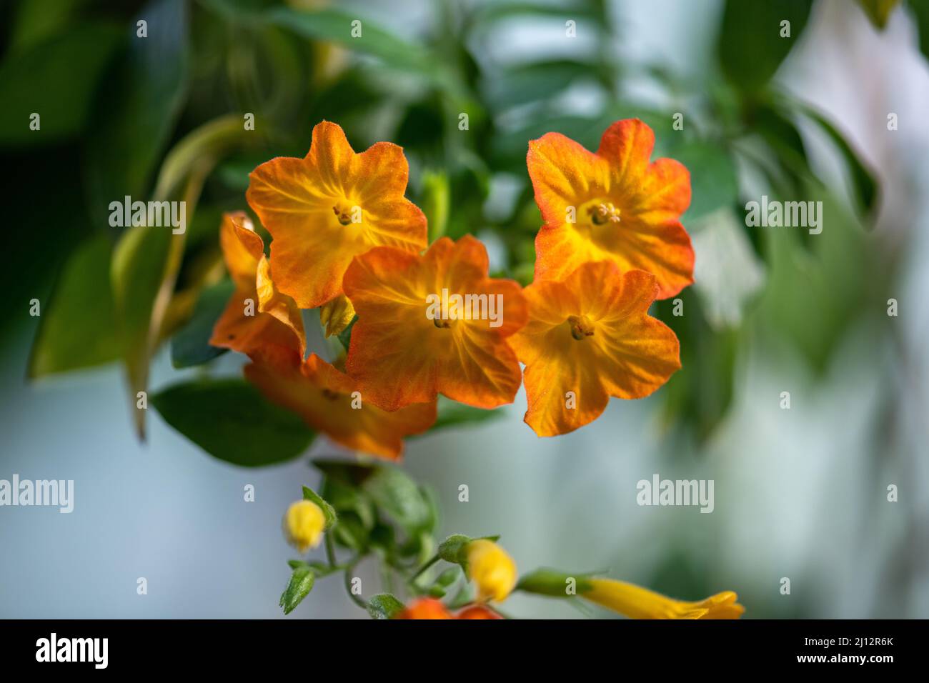 Marmalade Bush, aka Streptosolen Jamesonii Stock Photo Alamy