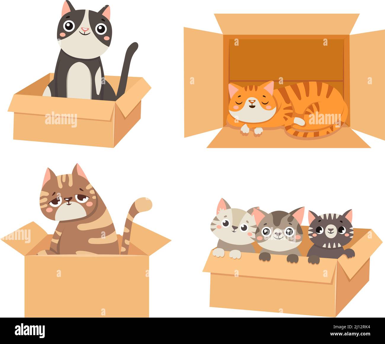 Cats in boxes. Animals sitting and sleeping in cardboard boxes. Little