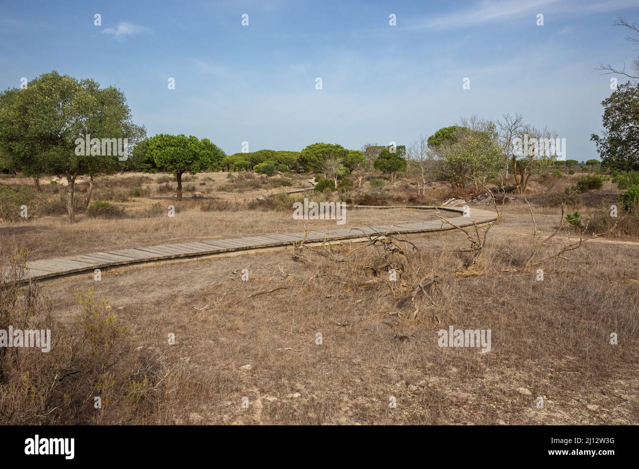 Wooden boardwalk over dried out marshland in the Donana National Park Stock Photo