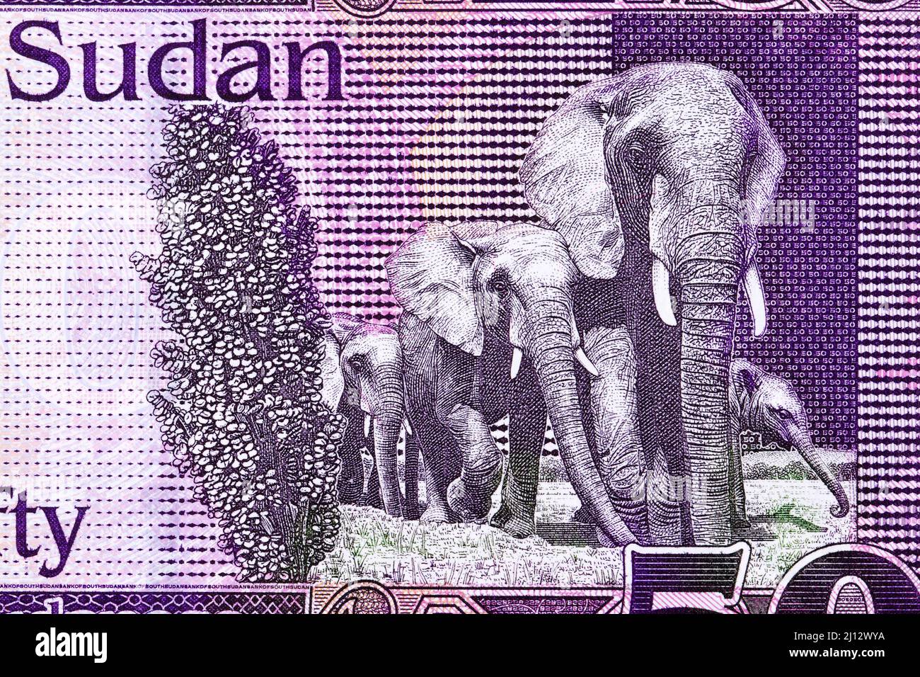 Elephants from South Sudanese money -  pound Stock Photo
