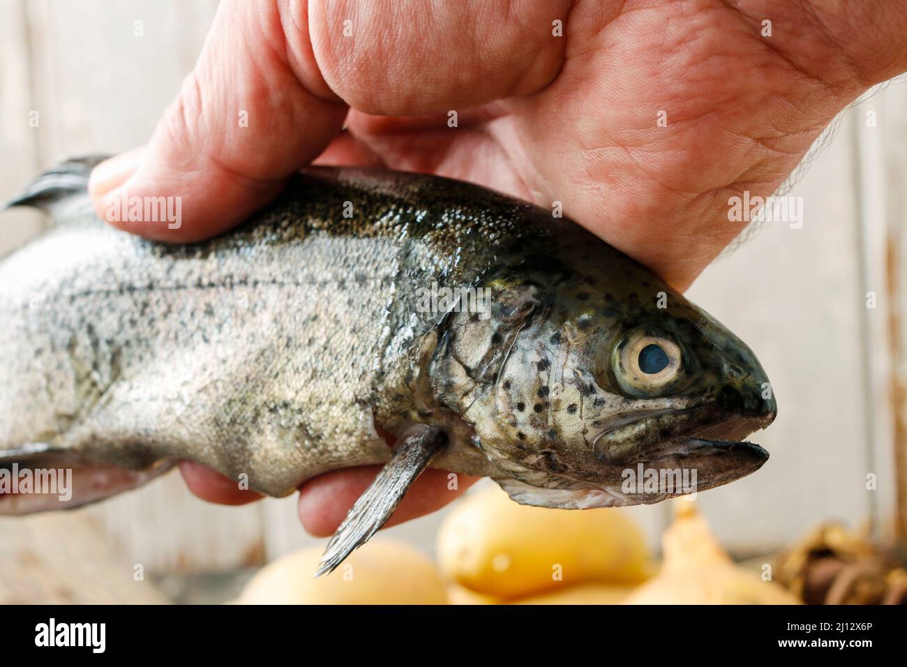 Cook holding a rainbow trout. Cooking time Stock Photo Alamy