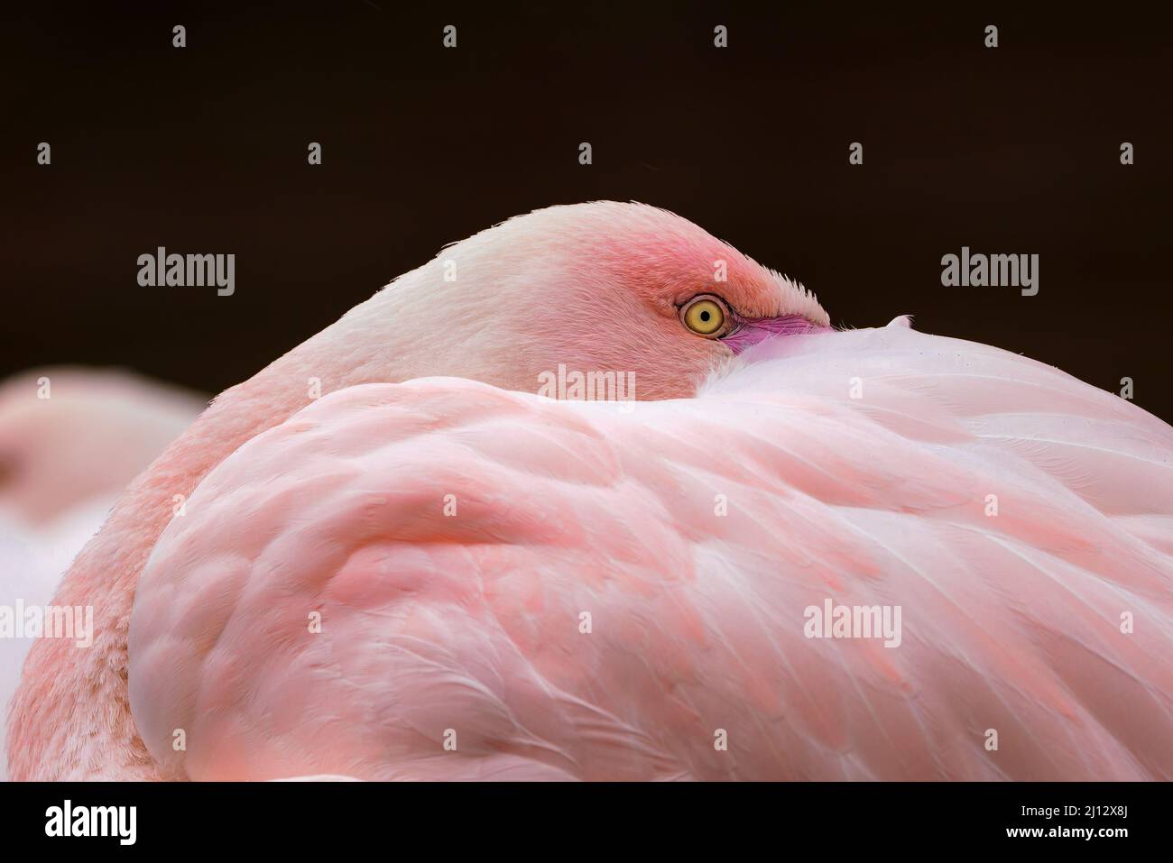 Greater flamingo, Phoenicopterus roseus. Close up detail of head and eye. Stock Photo