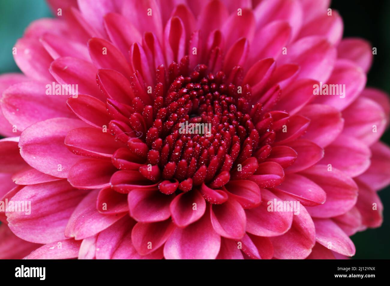 Closeup of the pink dahlia petals Stock Photo - Alamy