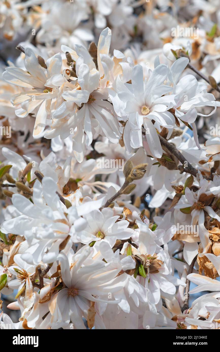 Italy, Lombardy, Garden, Star Magnolia, Magnolia Stellata, Blooming Branches Stock Photo
