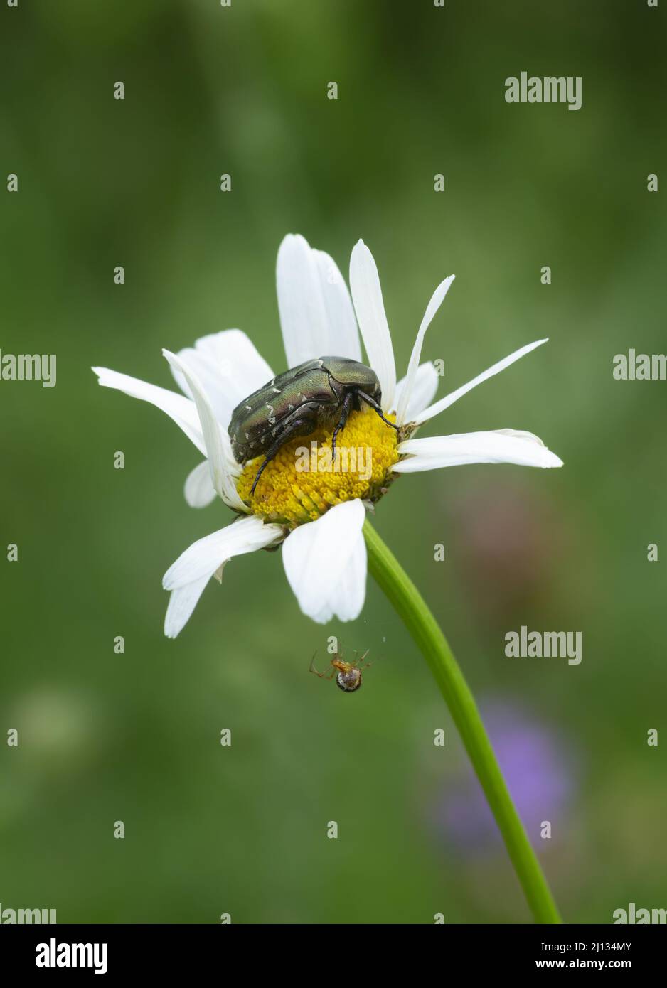 Flower chafer on oxeye daisy with a spider beneath the flower Stock Photo