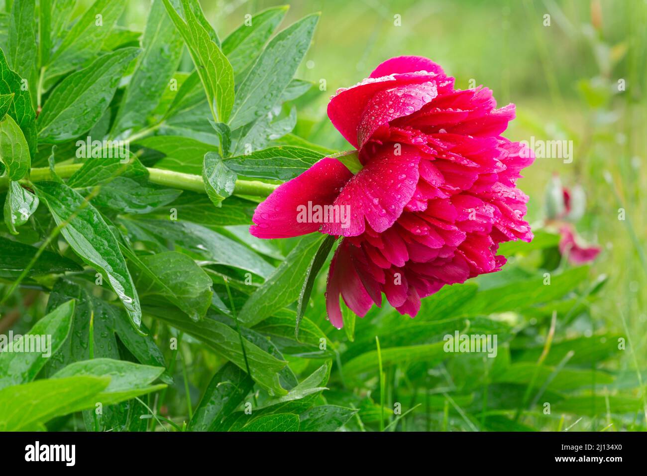 Wet blooming peony or paeonia flower, horizontal composion. Stock Photo