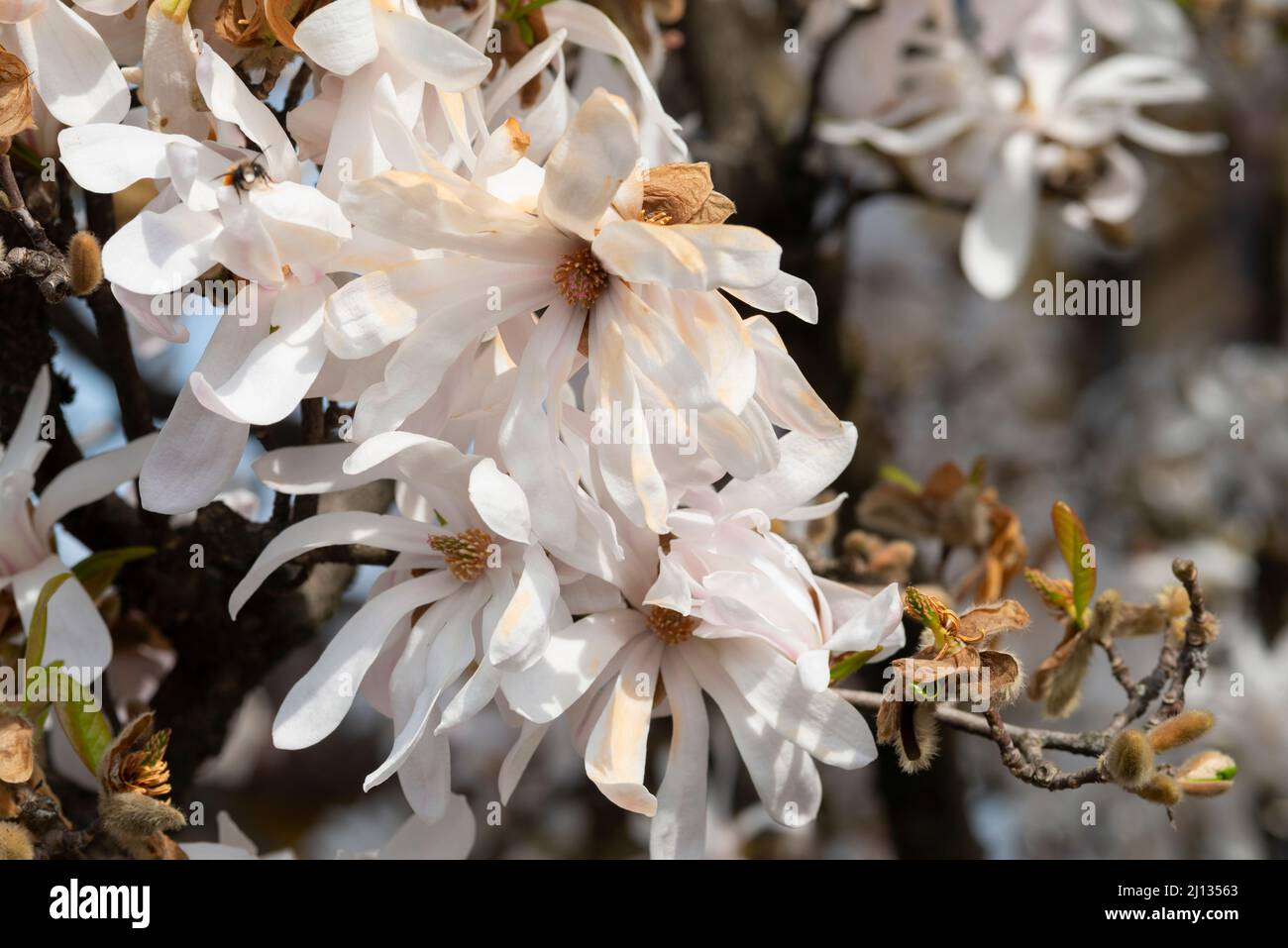 Italy, Lombardy, Garden, Star Magnolia, Magnolia Stellata, Blooming Branches Stock Photo
