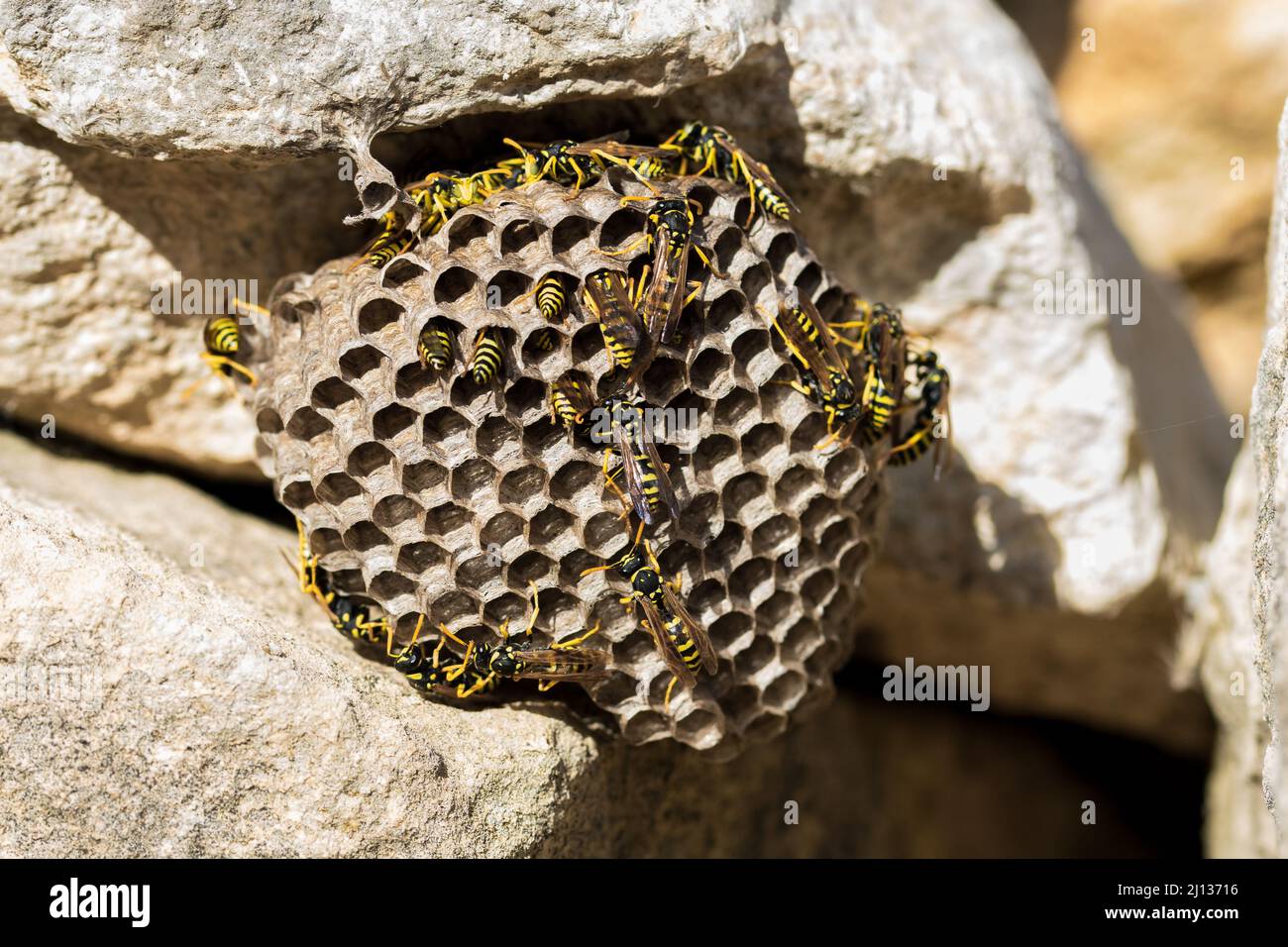 Polistes gallicus egg hires stock photography and images Alamy