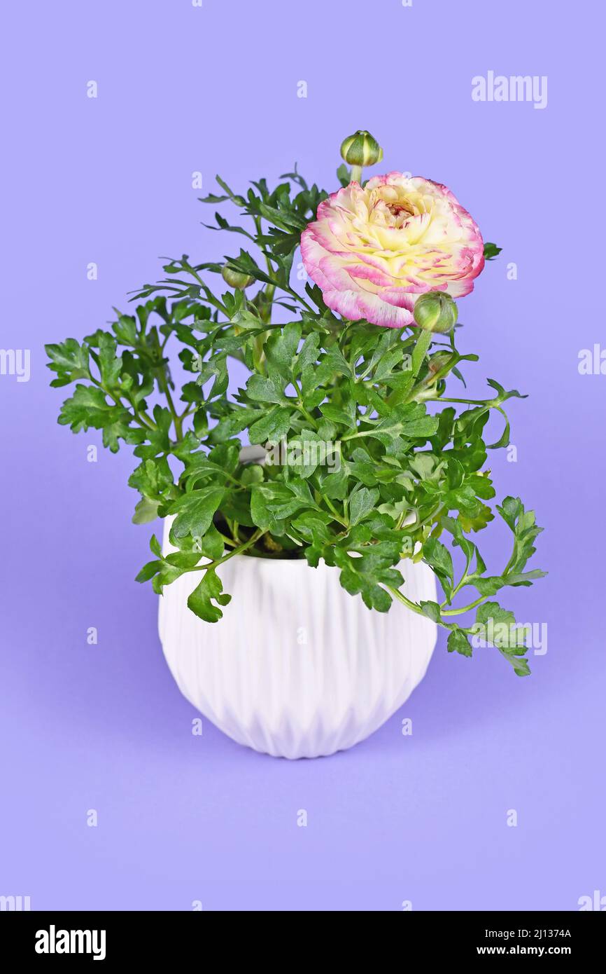 Blooming 'Ranunculus Asiaticus' plant with pink flowers in white pot on violet background Stock Photo