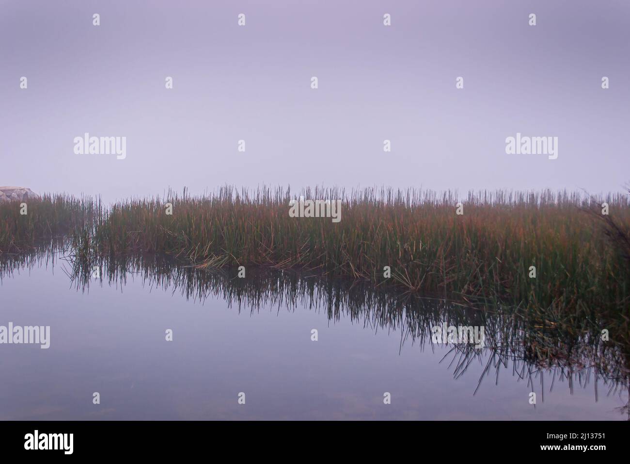 Early foggy morning overlooking the water grasses reflecting in the water at Lysterfield lake park Stock Photo